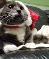 St. Nick
