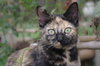Shelly (In Foster)