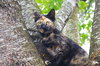 Shelly (In Foster)