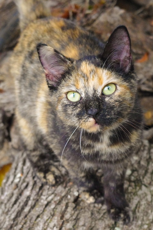 Shelly (In Foster)