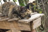 Shelly (In Foster)