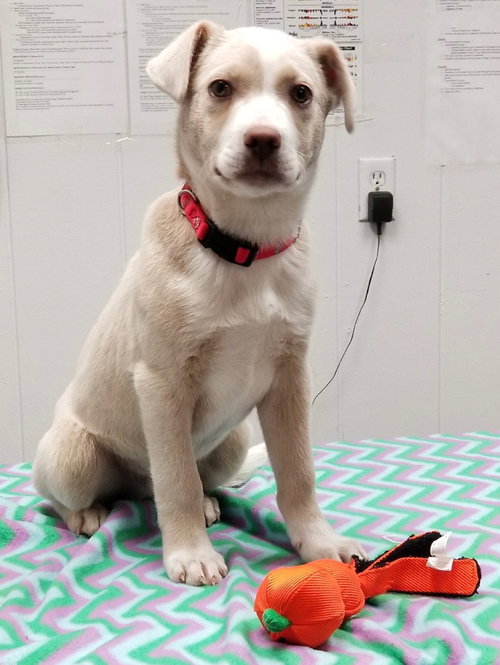 Simba (Adoption Pending)