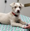 Simba (Adoption Pending)