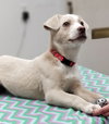 Simba (Adoption Pending)