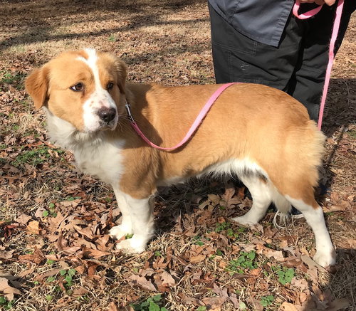 Shelby (Adoption Pending)