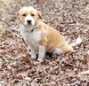 Shelby (Adoption Pending)