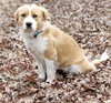 Shelby (Adoption Pending)