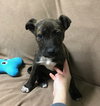 Stitch (In Foster)