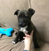 Stitch (In Foster)