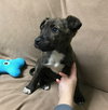 Stitch (In Foster)