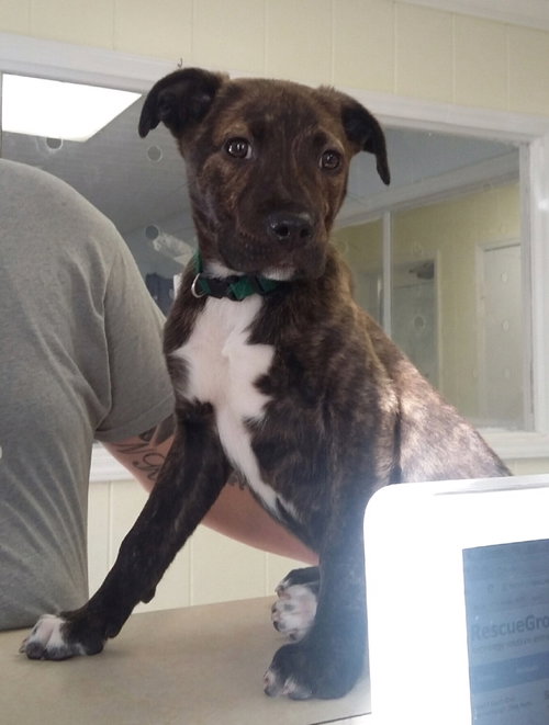 Stitch (In Foster)