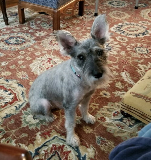 Scruffy (ADOPTION PENDING)