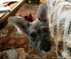 Scruffy (ADOPTION PENDING)