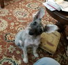 Scruffy (ADOPTION PENDING)