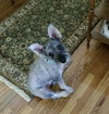 Scruffy (ADOPTION PENDING)