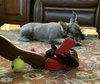 Scruffy (ADOPTION PENDING)