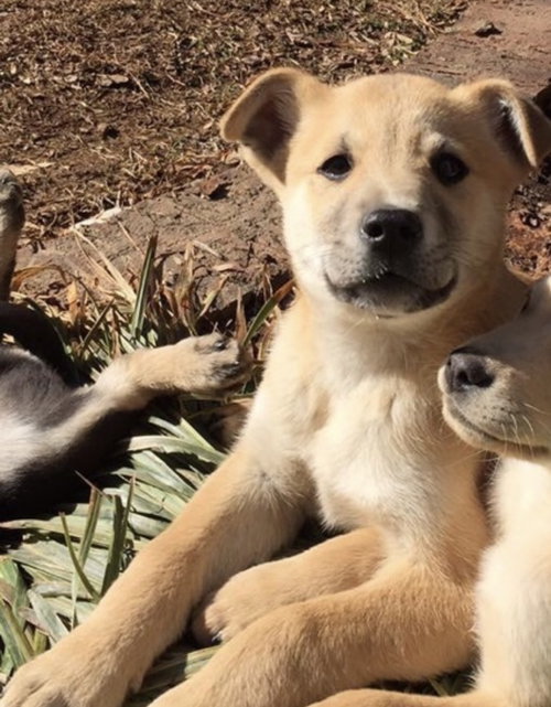 Simba (Available March 2nd)