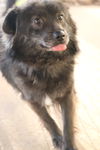 Koda
