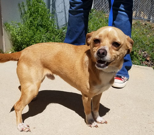Scooter (Available 4-7-18)