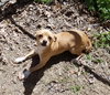 Scooter (Available 4-7-18)