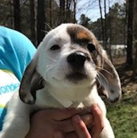 Skye (Available 4-14-18)
