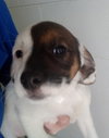 Skye (Available 4-14-18)