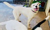 Starr