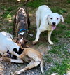 Starr