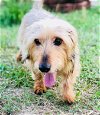 Jack - wirehair (in foster)