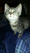 Jinx (Foster)