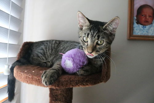 Jinx (Foster)