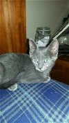 adoptable Cat in sanford, NC named ROUGE (In Foster)