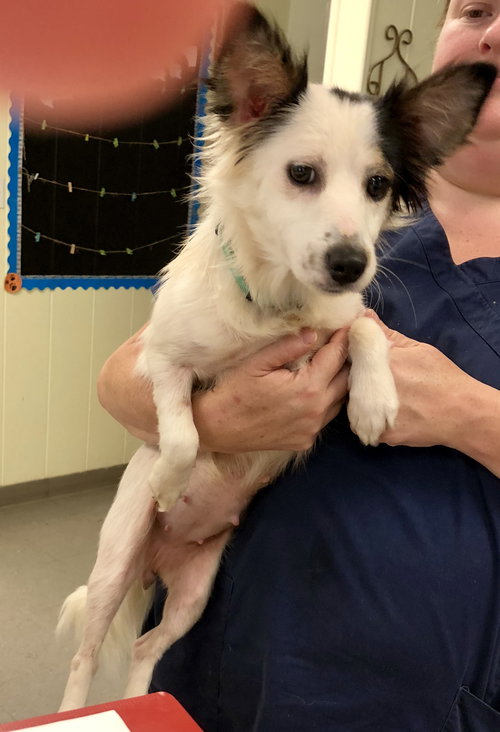 Stella (available 8-17)