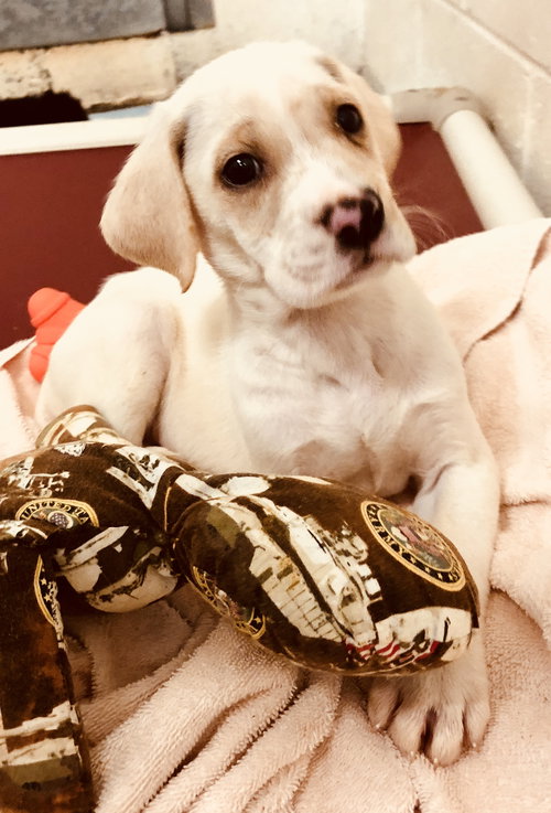 Simba
