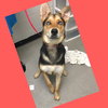 Shiloh