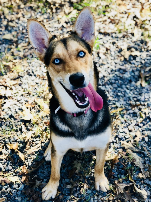 Shiloh
