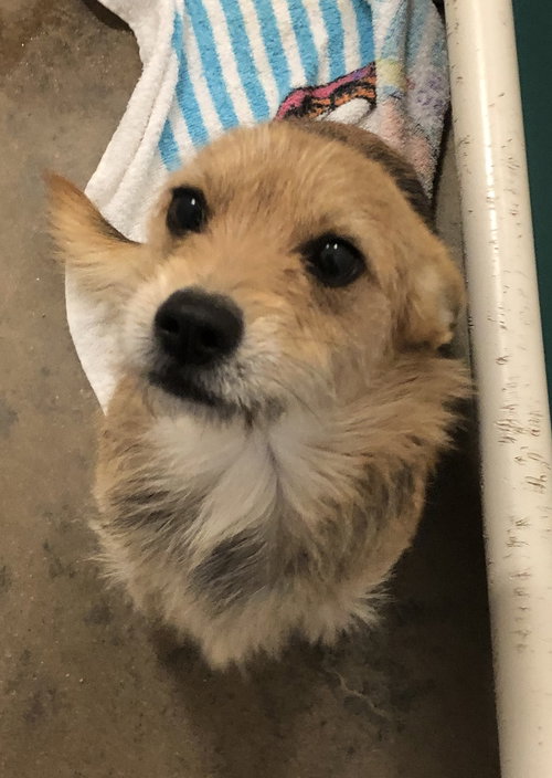 Sheriff (available 11/18/2018)