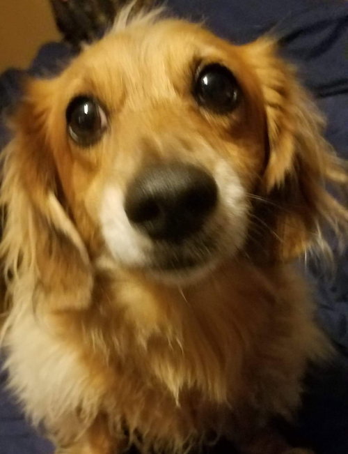 Moses (Available 11-30-18 )
