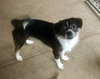 Smudge