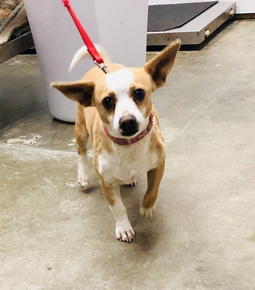 Smiley (in Foster)