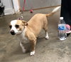 Smiley (in Foster)
