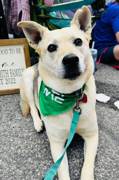 Brody (In Foster)