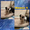 MANGO (available 5/10)