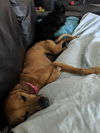 Eska (in foster)