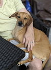 Eska (in foster)
