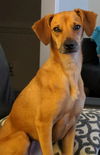 Eska (in foster)