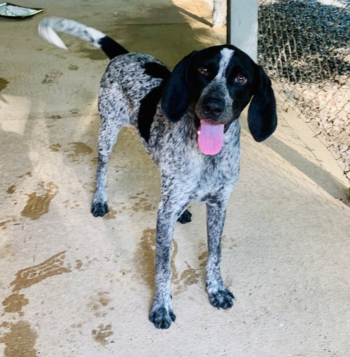 Speckles (available 8/12)