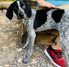 Speckles (available 8/12)
