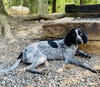 Speckles (available 8/12)