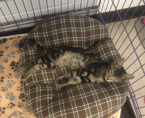 MOWGLI